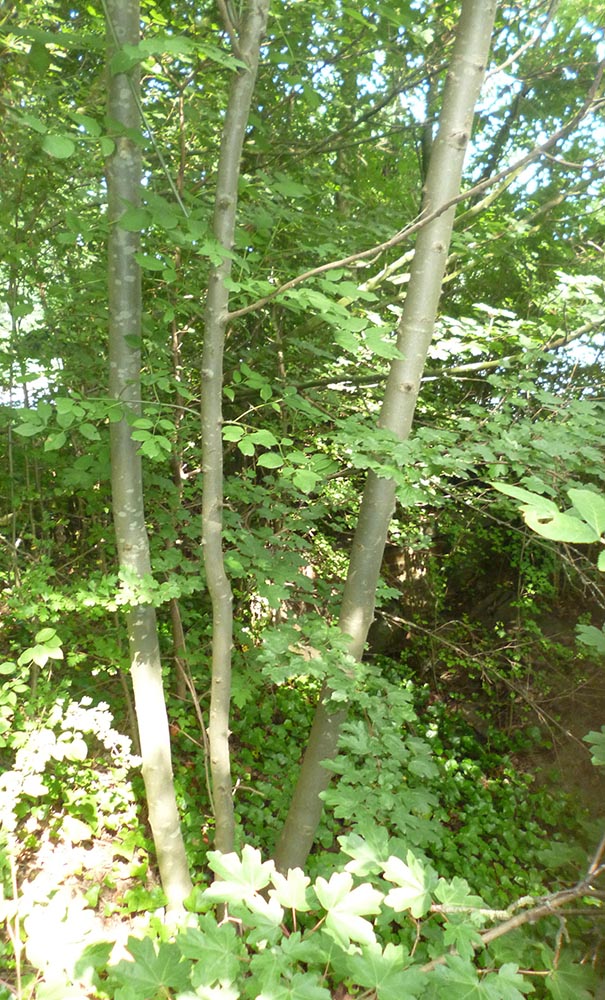 Premières étapes de la fabrication d'arc - choisir l'arbre pour l'arc