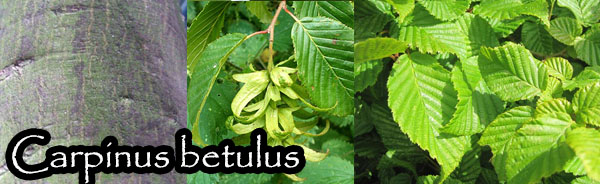carpinus betulus