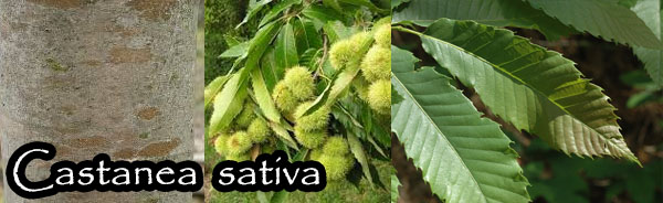 castanea sativa