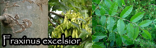 fraxinus excelsior
