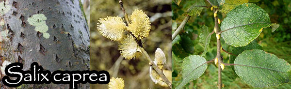 salix caprea