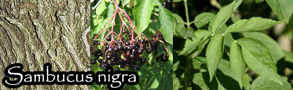 sambucus nigra