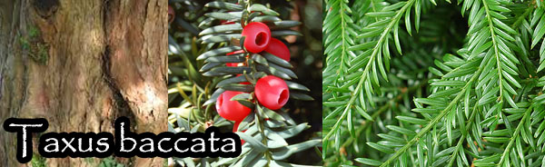 taxus baccata